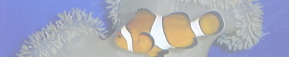 蒲郡市竹島水族館