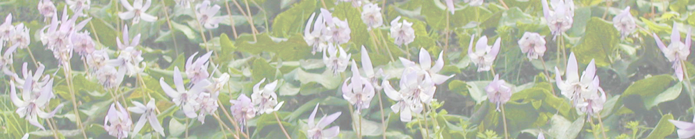 飯盛山のカタクリ