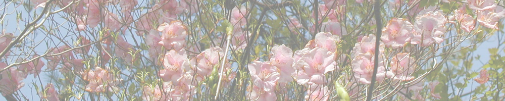 明神山（三ツ瀬～）