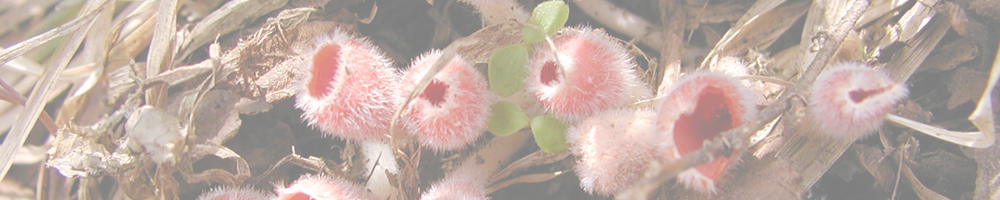 御池岳～鈴北岳