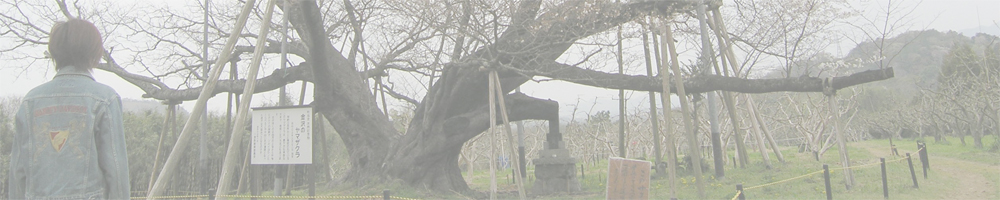 金沢のヤマザクラ