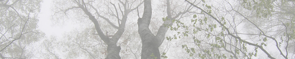 大栗山ケヤキの森