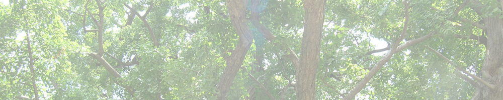 龍源院のお葉つきイチョウ