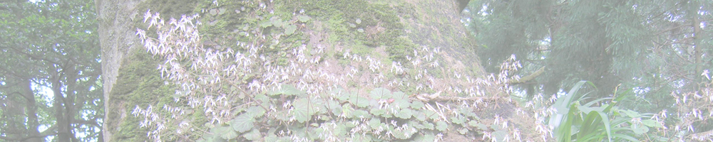 菅山寺のケヤキ