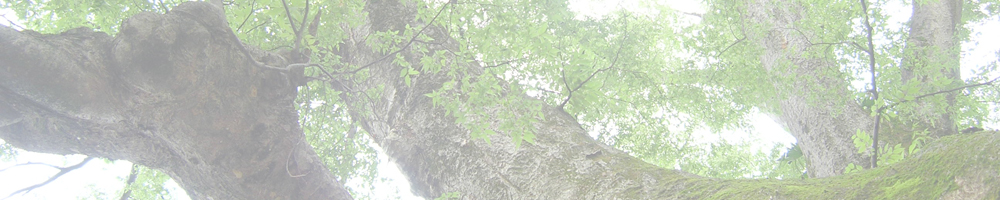 八幡神社のケヤキ