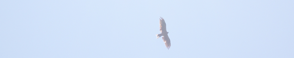 フォレストパーク跡地（高峯山）
