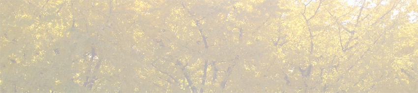 銀杏の町祖父江町