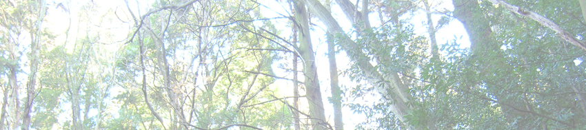 猿投のツガの林