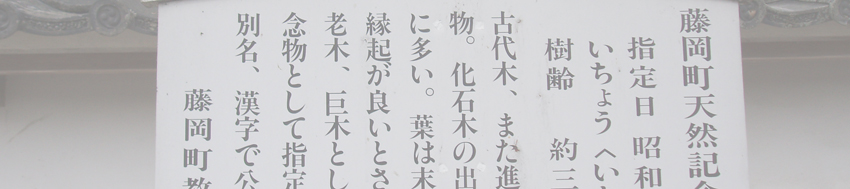 下川口町の銀杏