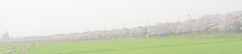 若林西町の桜並木