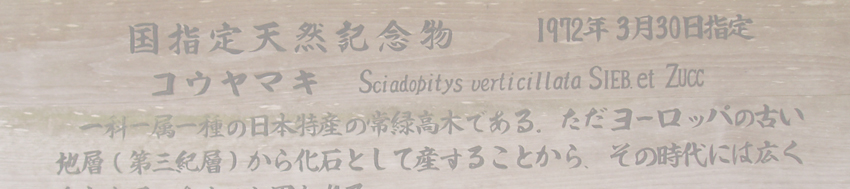 甘泉寺のコウヤマキ