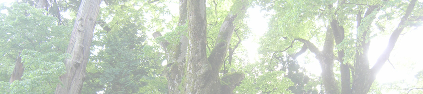 八坂神社のケヤキ