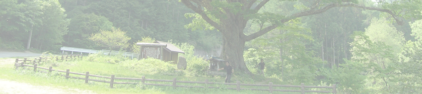 小黒川のミズナラ