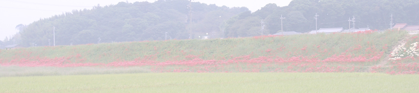 矢勝川の彼岸花