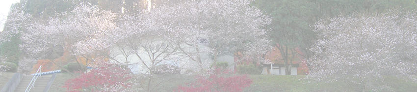 四季桜