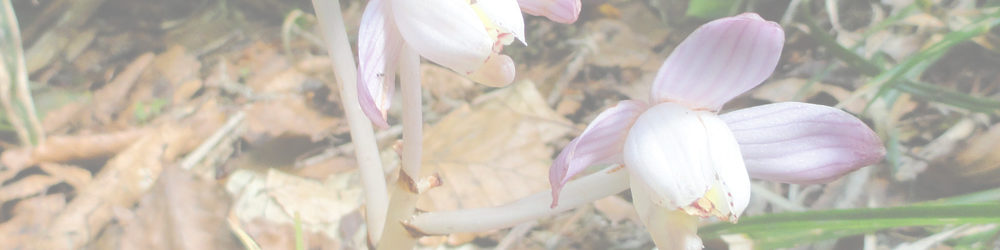 刈安山～大長山～赤兎山