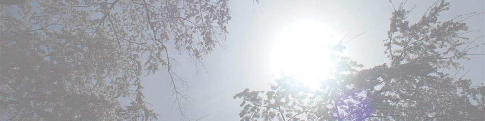 大安寺の枝垂れ桜