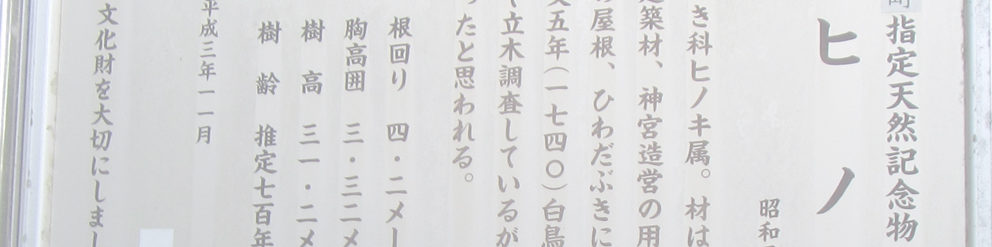 白鳥神社のヒノキ