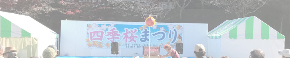 小原の四季桜祭