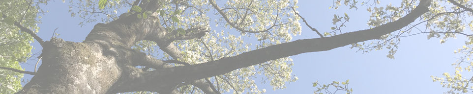 弥彦山～妻戸山