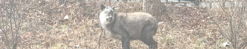 吾妻峡のカモシカ