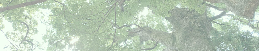 杉森八幡社の楠