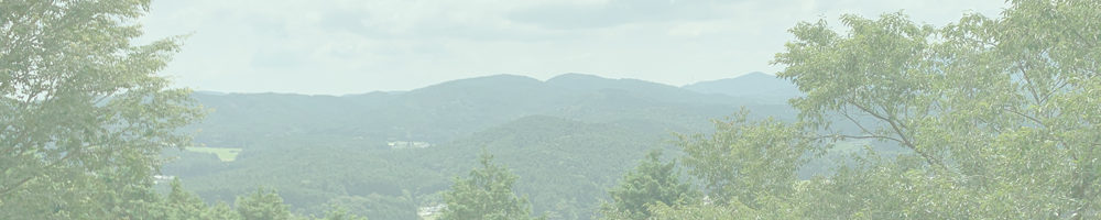 文殊山城跡のブナ