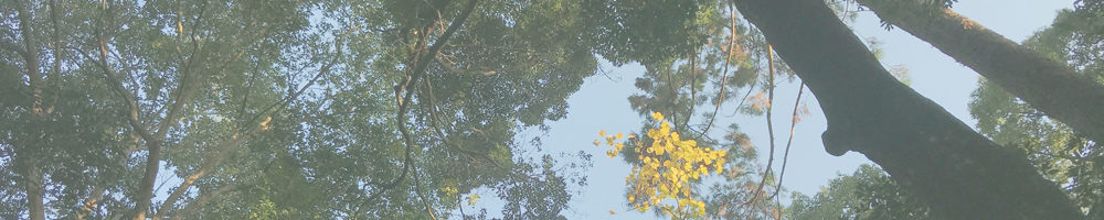 豊浦神社のバクチノキ