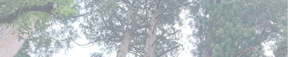 十二相神社の杉