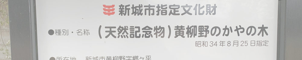 黄柳野のかやの木