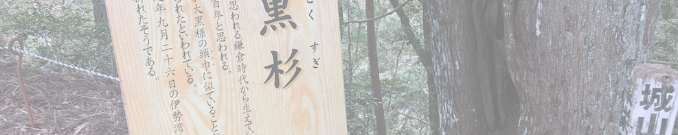 設楽城跡の大黒杉