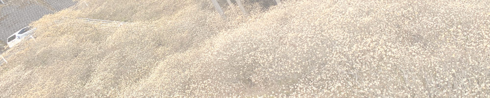 作手高松のミツマタ