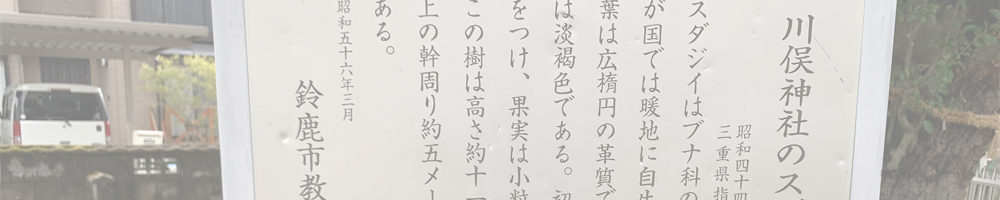 川俣神社のスダジイ