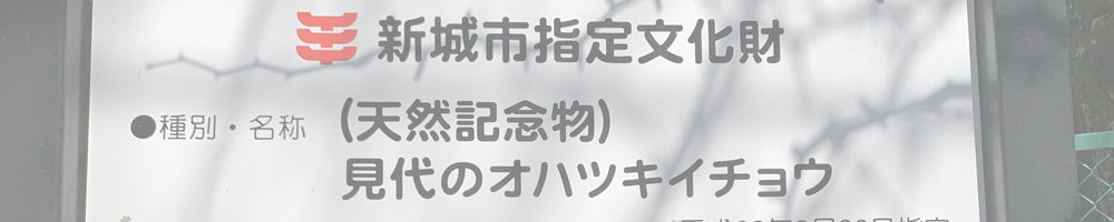 見代のオハツキイチョウ