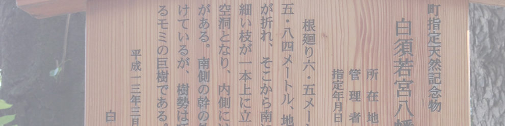 若宮八幡神社のモミ