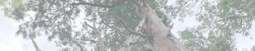 渭伊神社御神木 天生杉