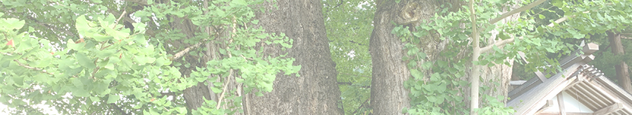 瀬戸の夜泣きイチョウ
